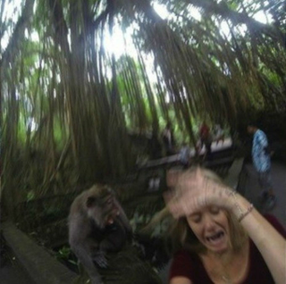 Illustration for article titled This Woman's Selfie with a Monkey Ended Very, Very Badly